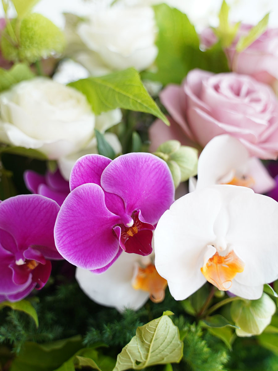 ★胡蝶蘭とバラの豪華ピンク壁掛けアレンジメント♪リボン付き☆ 胡蝶蘭 お祝い ピンクバラ プリザーブドフラワー入り 花束風