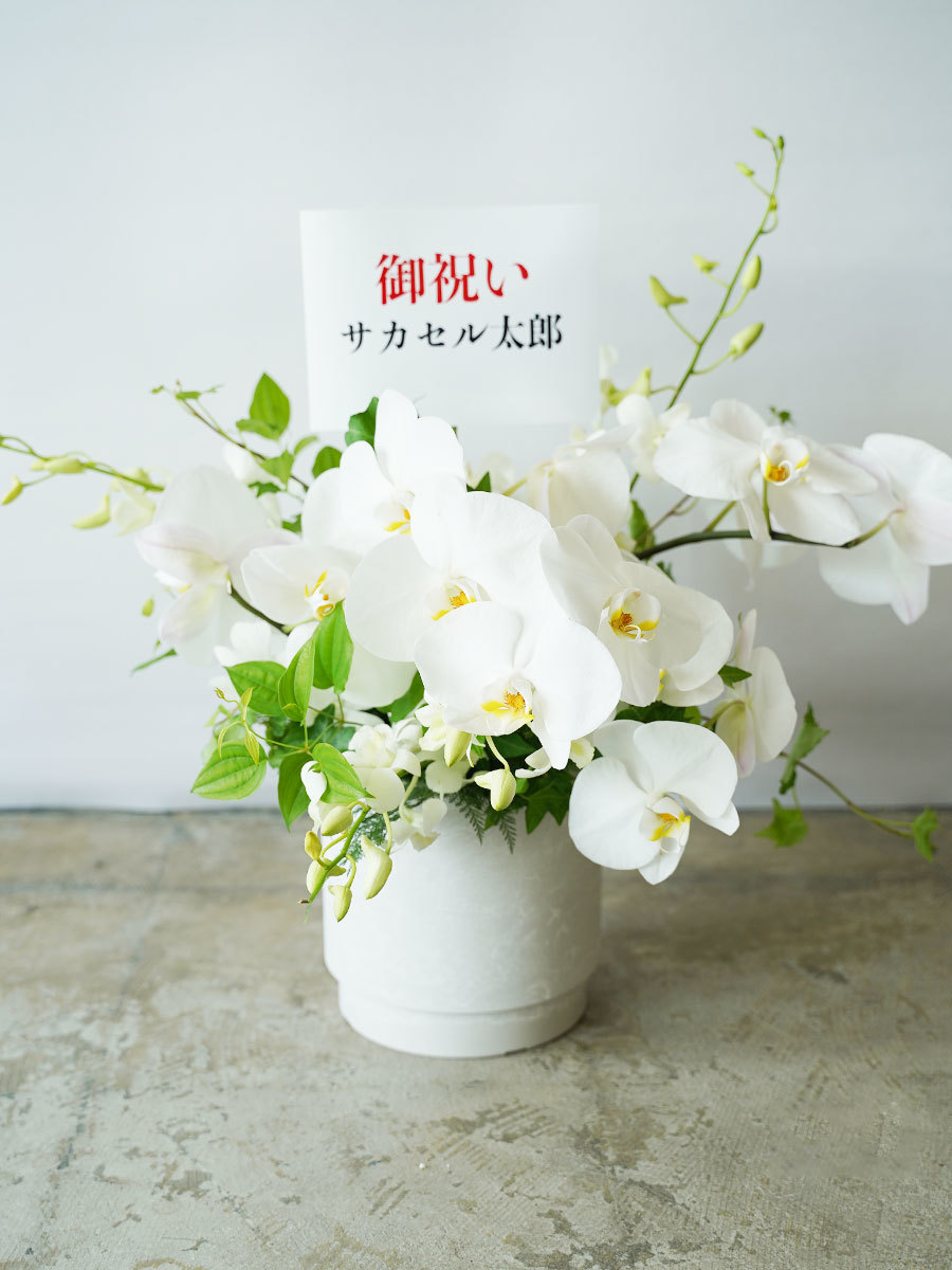 たくさんの胡蝶蘭を使ったアレンジ L｜おしゃれな祝い花通販Sakaseru