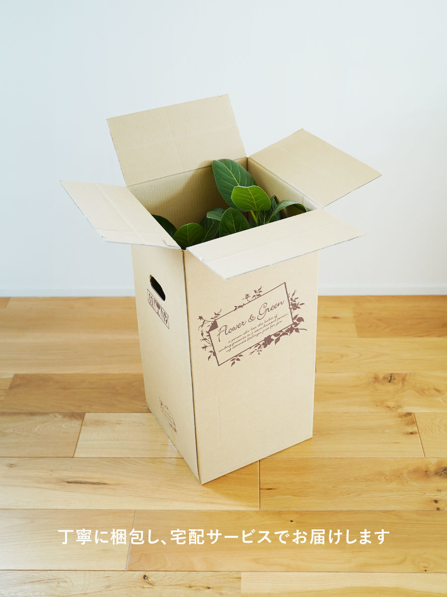 フィカス・アルテシマ B 約140cm 神奈川県辻堂、茅ケ崎、平塚にて