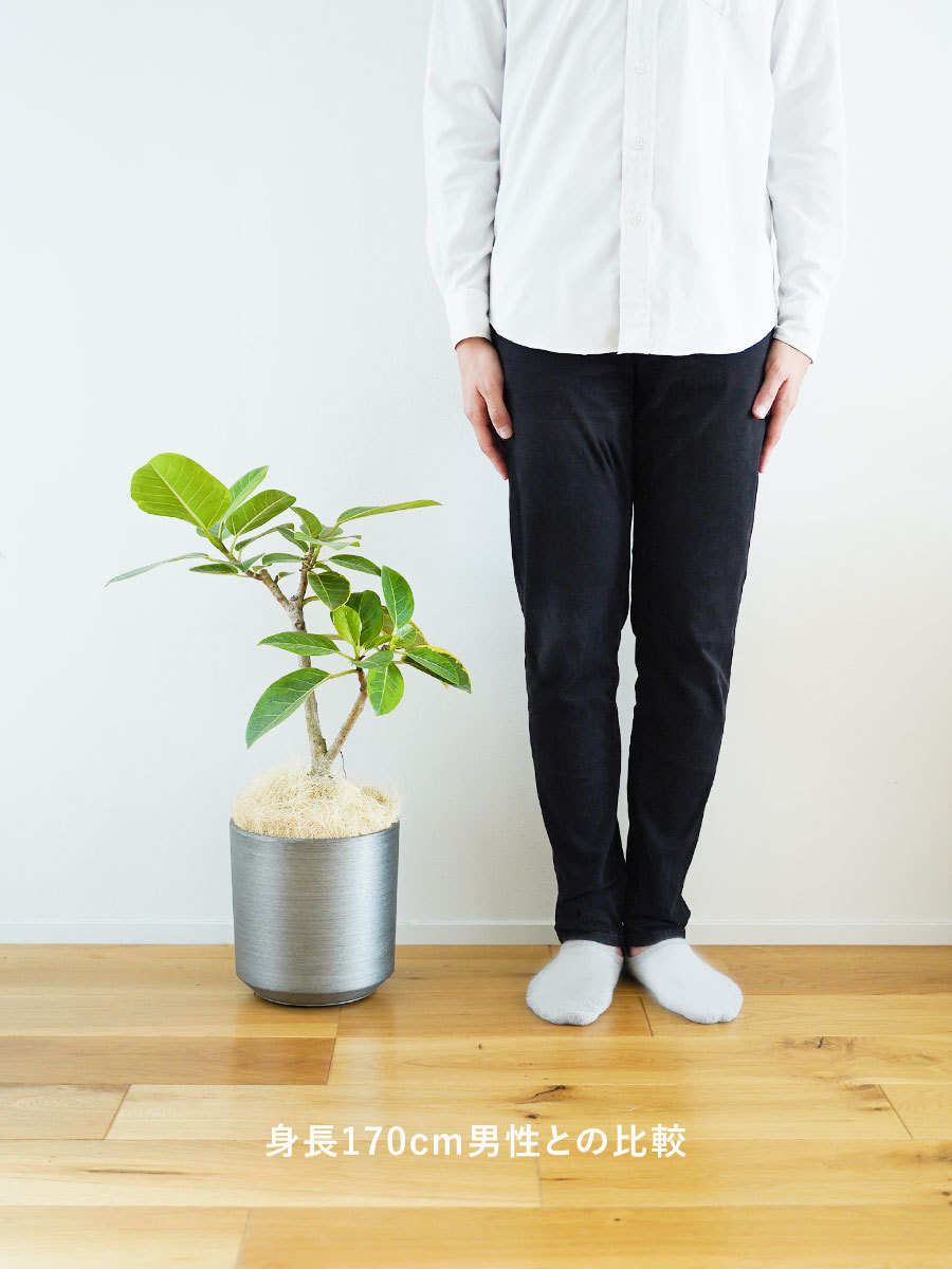 鉢が選べる観葉植物ギフト フィカス アルティシマ｜おしゃれな祝い花